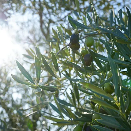 Отель La Bastide Du Clos Des Roses - Teritoria 4*