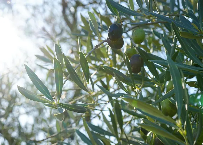 Hotel La Bastide Du Clos Des Roses - Teritoria 4*