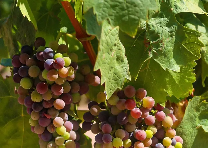 La Bastide Du Clos Des Roses - Teritoria Hotel 4*